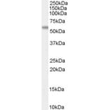 Western Blot - Anti-AIRE Antibody (A84291) - Antibodies.com