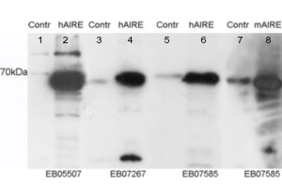 Western Blot - Anti-AIRE Antibody (A84291) - Antibodies.com
