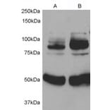 Western Blot - Anti-APPL Antibody (A84292) - Antibodies.com