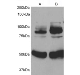 Western Blot - Anti-APPL1 Antibody (A84292) - Antibodies.com