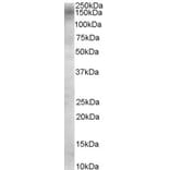 Western Blot - Anti-AS160 Antibody (A84293) - Antibodies.com