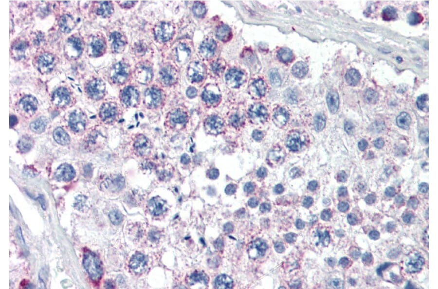 Immunohistochemistry - Anti-LGN Antibody (A84294) - Antibodies.com