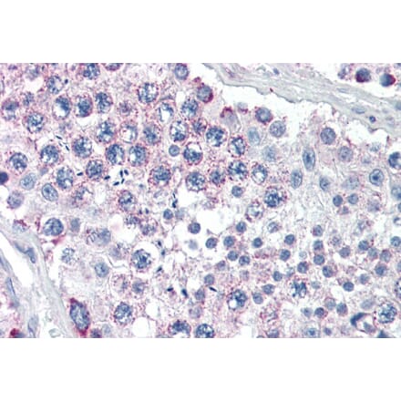 Immunohistochemistry - Anti-LGN Antibody (A84294) - Antibodies.com