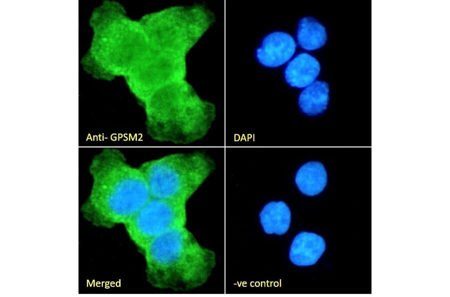 Immunofluorescence - Anti-LGN Antibody (A84294) - Antibodies.com
