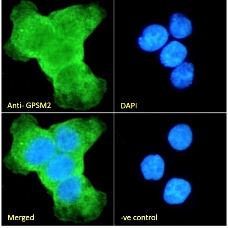 Immunofluorescence - Anti-LGN Antibody (A84294) - Antibodies.com