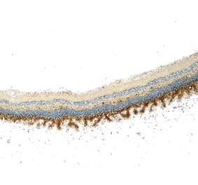 Immunohistochemistry - Anti-Arrestin C Antibody (A84295) - Antibodies.com