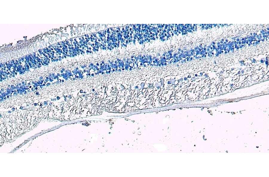 Immunohistochemistry - Anti-Arrestin C Antibody (A84295) - Antibodies.com