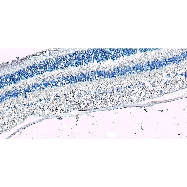 Immunohistochemistry - Anti-Arrestin C Antibody (A84295) - Antibodies.com