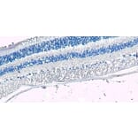 Immunohistochemistry - Anti-Arrestin C Antibody (A84295) - Antibodies.com