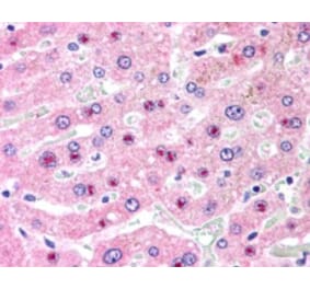 Immunohistochemistry - Anti-C14orf68 Antibody (A84296) - Antibodies.com