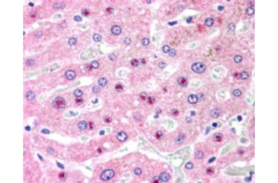 Immunohistochemistry - Anti-C14orf68 Antibody (A84296) - Antibodies.com
