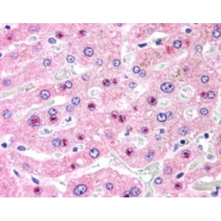 Immunohistochemistry - Anti-C14orf68 Antibody (A84296) - Antibodies.com