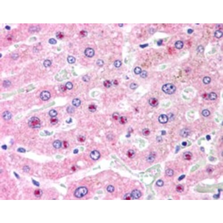 Immunohistochemistry - Anti-C14orf68 Antibody (A84296) - Antibodies.com