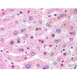 Immunohistochemistry - Anti-C14orf68 Antibody (A84296) - Antibodies.com