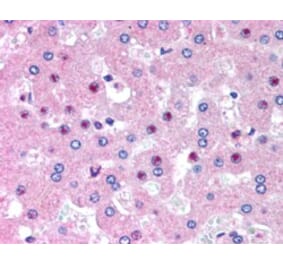Immunohistochemistry - Anti-C14orf68 Antibody (A84297) - Antibodies.com