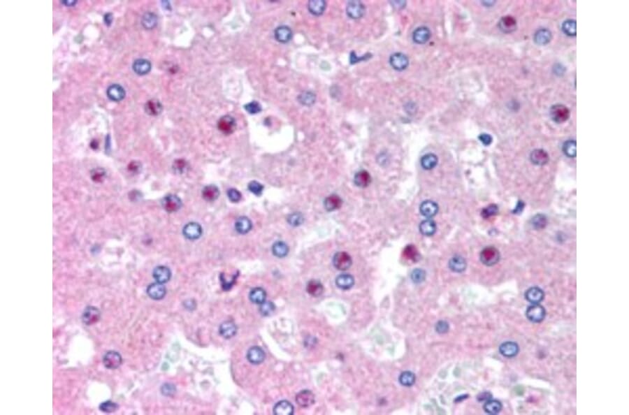 Immunohistochemistry - Anti-C14orf68 Antibody (A84297) - Antibodies.com