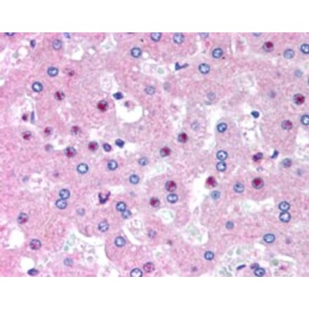 Immunohistochemistry - Anti-C14orf68 Antibody (A84297) - Antibodies.com
