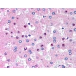 Immunohistochemistry - Anti-C14orf68 Antibody (A84297) - Antibodies.com