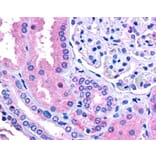 Immunohistochemistry - Anti-E3 Ubiquitin-Protein Ligase RNF213 Antibody (A84300) - Antibodies.com
