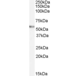 Western Blot - Anti-VANGL2 Antibody (A84302) - Antibodies.com