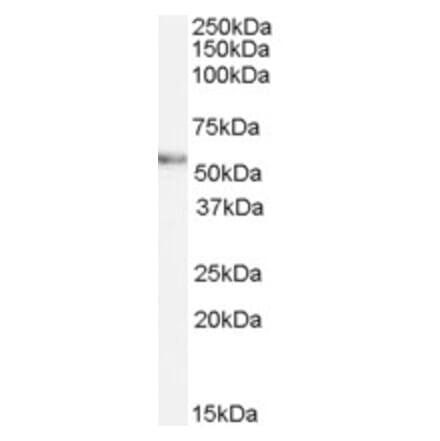 Western Blot - Anti-VANGL2 Antibody (A84302) - Antibodies.com