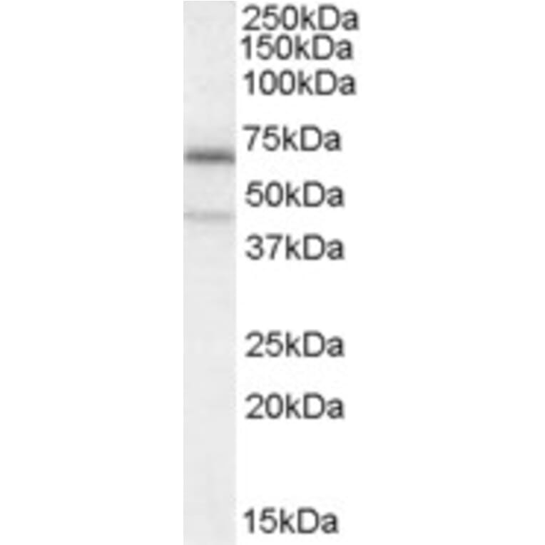 Western Blot - Anti-C14orf169/NO66 Antibody (A84303) - Antibodies.com
