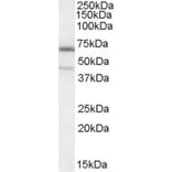 Western Blot - Anti-C14orf169/NO66 Antibody (A84303) - Antibodies.com