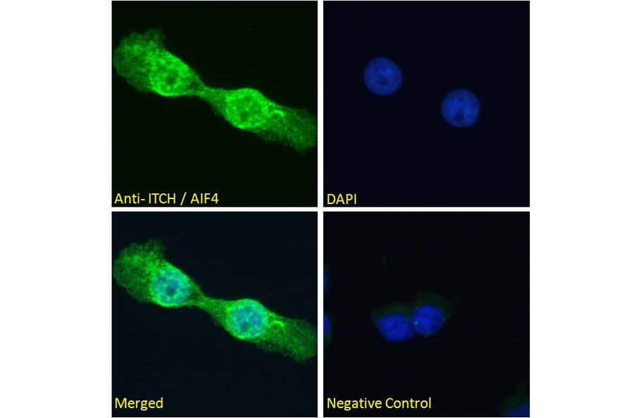 Immunofluorescence - Anti-ITCH/AIP4 Antibody (A84307) - Antibodies.com