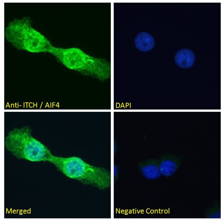 Immunofluorescence - Anti-ITCH/AIP4 Antibody (A84307) - Antibodies.com