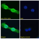 Immunofluorescence - Anti-ITCH/AIP4 Antibody (A84307) - Antibodies.com