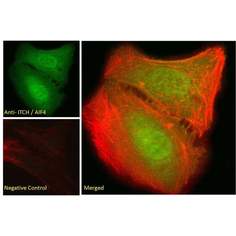 Immunofluorescence - Anti-ITCH/AIP4 Antibody (A84307) - Antibodies.com