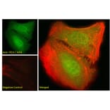 Immunofluorescence - Anti-ITCH/AIP4 Antibody (A84307) - Antibodies.com
