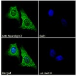Immunofluorescence - Anti-Neuroligin 2 Antibody (A84310) - Antibodies.com