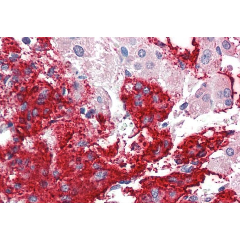 Immunohistochemistry - Anti-Neuroligin 2 Antibody (A84310) - Antibodies.com