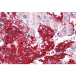 Immunohistochemistry - Anti-Neuroligin 2 Antibody (A84310) - Antibodies.com