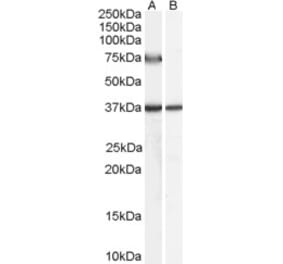 Western Blot - Anti-ACOX2 Antibody (A84311) - Antibodies.com
