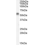 Western Blot - Anti-Tissue Kallikrein Antibody (A84312) - Antibodies.com