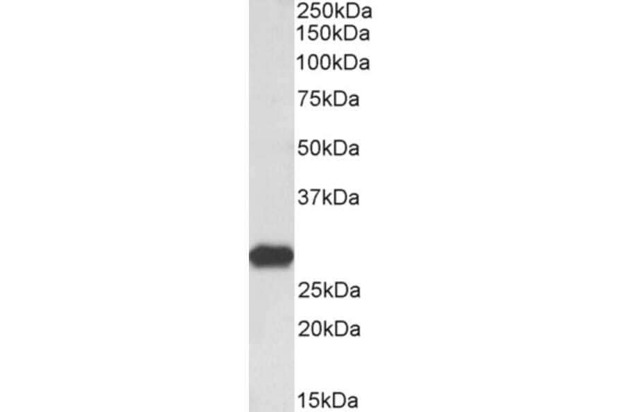 Western Blot - Anti-LXN/TCI Antibody (A84313) - Antibodies.com