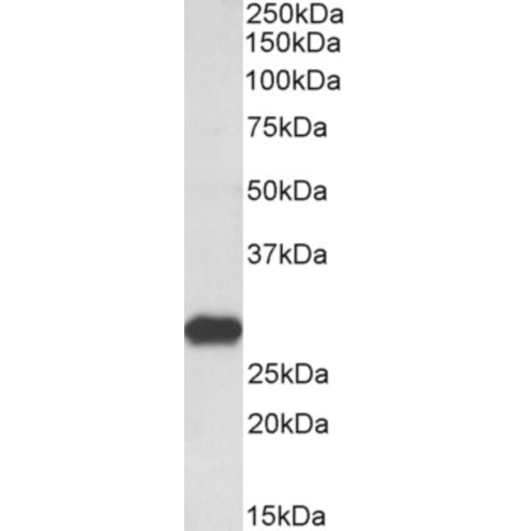 Western Blot - Anti-LXN/TCI Antibody (A84313) - Antibodies.com