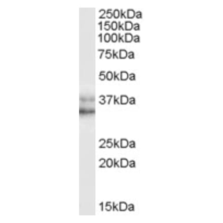 Western Blot - Anti-Nanog Antibody (A84315) - Antibodies.com