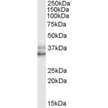 Western Blot - Anti-Nanog Antibody (A84315) - Antibodies.com