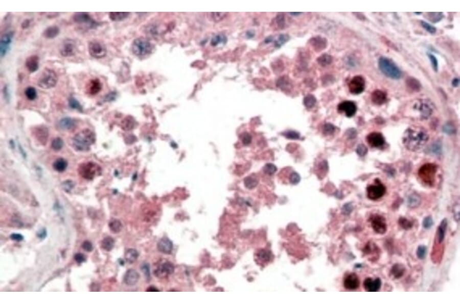 Immunohistochemistry - Anti-Nanog Antibody (A84315) - Antibodies.com
