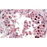 Immunohistochemistry - Anti-Nanog Antibody (A84315) - Antibodies.com