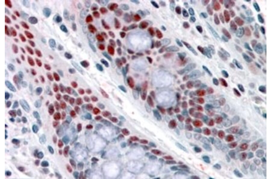Immunohistochemistry - Anti-NAT10 Antibody (A84316) - Antibodies.com