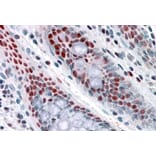 Immunohistochemistry - Anti-NAT10 Antibody (A84316) - Antibodies.com