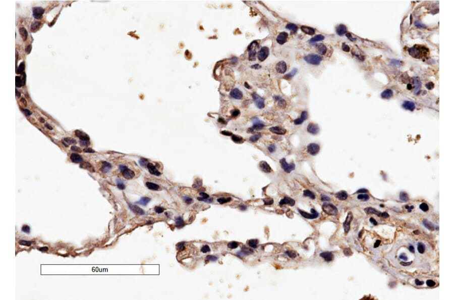 Immunohistochemistry - Anti-HRH1/H1R Antibody (A84317) - Antibodies.com