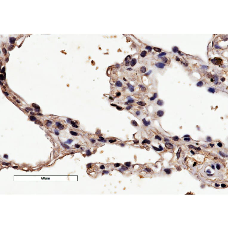 Immunohistochemistry - Anti-HRH1/H1R Antibody (A84317) - Antibodies.com