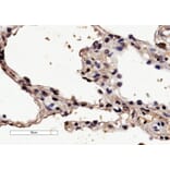 Immunohistochemistry - Anti-HRH1/H1R Antibody (A84317) - Antibodies.com