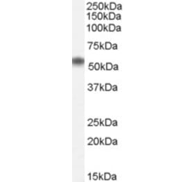 Western Blot - Anti-Nac1 Antibody (A84320) - Antibodies.com