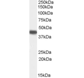 Western Blot - Anti-PI-9 Antibody (A84322) - Antibodies.com